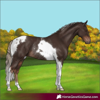 Horse Color:Liver Chestnut Tobiano Rabicano 
