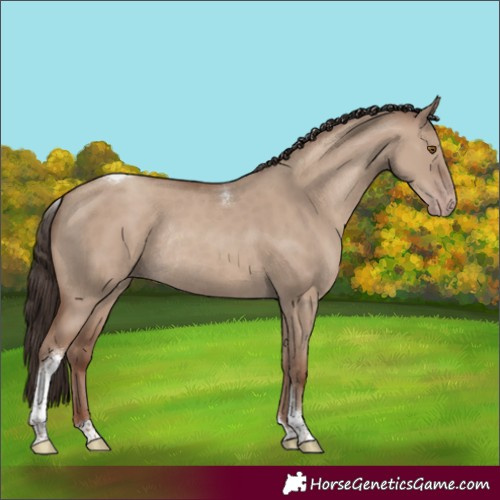 Horse Color:Classic Champagne Dun Tobiano Rabicano 