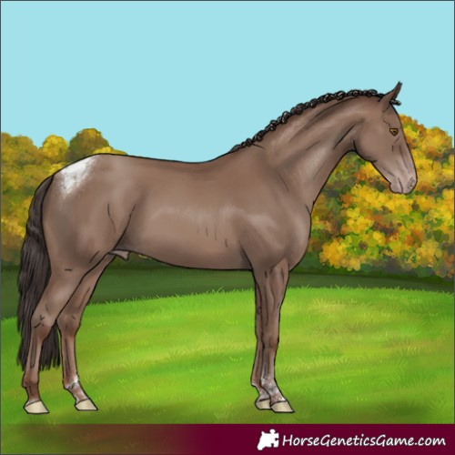 Horse Color:Classic Champagne Tobiano Rabicano 