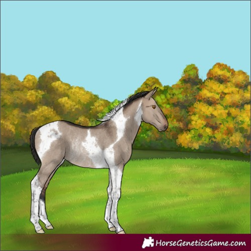 Horse Color:Brown Dun Tobiano Rabicano
