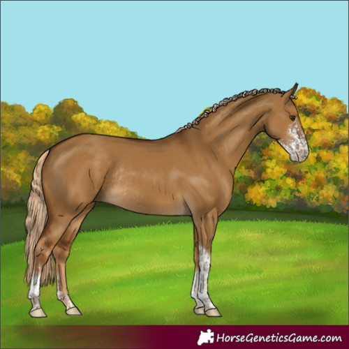 Horse Color:Chocolate Palomino Dun Sabino Tobiano Rabicano 