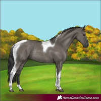 Horse Color:Grullo Tobiano Rabicano 