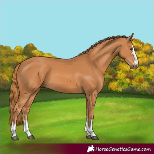 Horse Color:Chestnut 