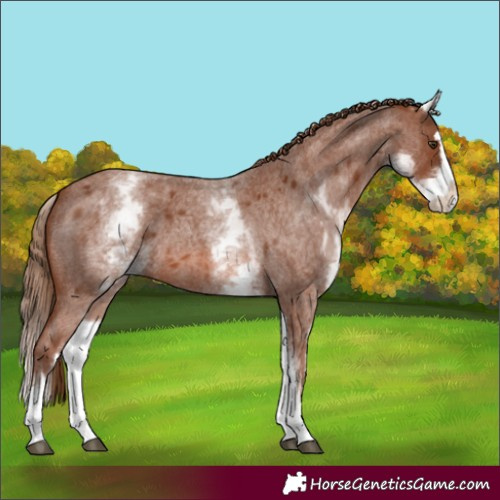 Horse Color:White Spotted Red Roan Splash