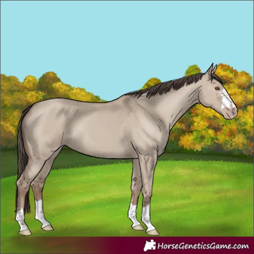 Horse Color:Classic Champagne Dun 