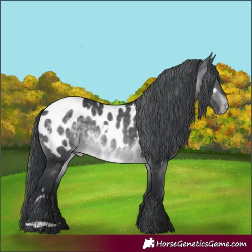 Horse Color:White Spotted Brown Chinchilla Appaloosa 