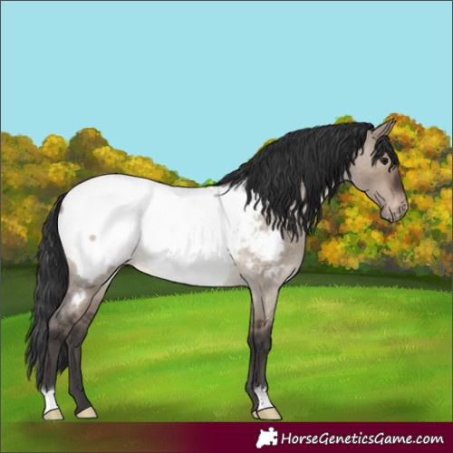 Horse Color:Brown Roan Dun Appaloosa 