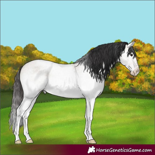 Horse Color:White Spotted Brown Roan Dun Rabicano 