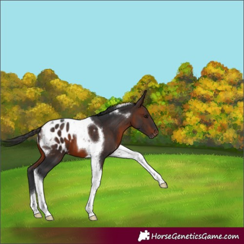 Horse Color:Brown Tobiano Appaloosa 