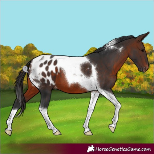 Horse Color:Brown Tobiano Appaloosa
