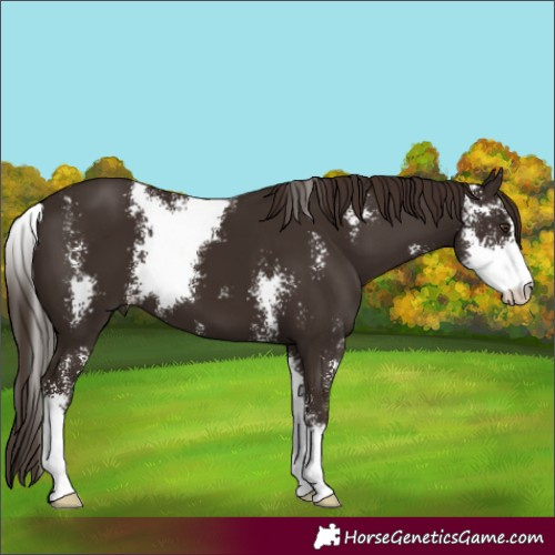 Horse Color:Liver Chestnut Sabino