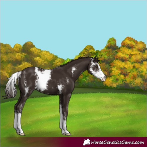 Horse Color:Liver Chestnut Sabino 