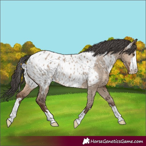 Horse Color:Liver Red Dun Appaloosa