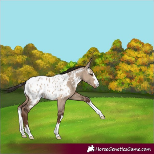 Horse Color:Liver Red Dun Appaloosa 
