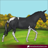 Horse Color:Black Tobiano