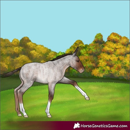 Horse Color:Liver Red Roan Appaloosa Rabicano 