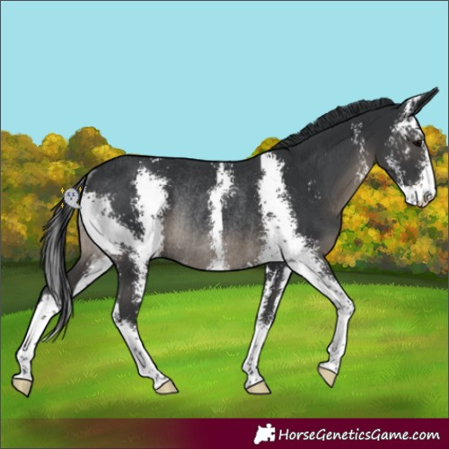 Horse Color:Black Sabino Rabicano 