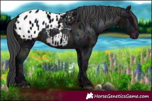 Horse Color:Platinum Midnight Brown Appaloosa Rabicano