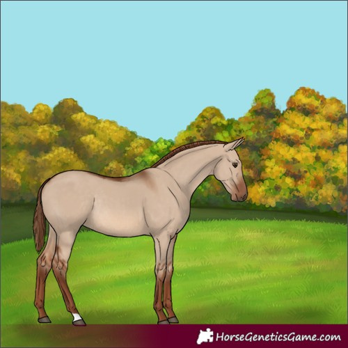 Horse Color:Unknown 