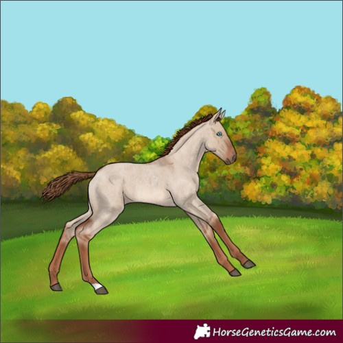Horse Color:Unknown 