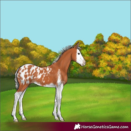 Horse Color:Silver Bay Sabino Splash Blanket