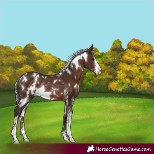Horse Color:White Spotted Silver Brown Sabino Rabicano 