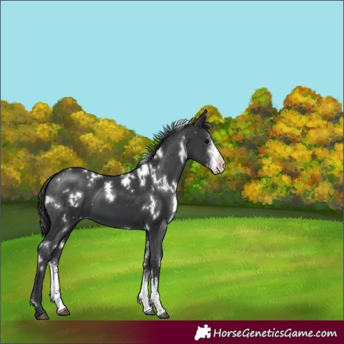 Horse Color:White Spotted Black Sabino