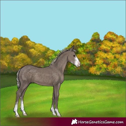 Horse Color:Silver Black Sabino