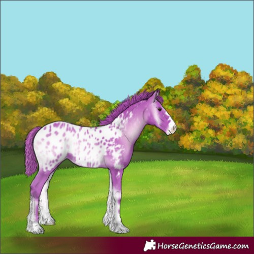 Horse Color:Watercolor Red Onyx Appaloosa