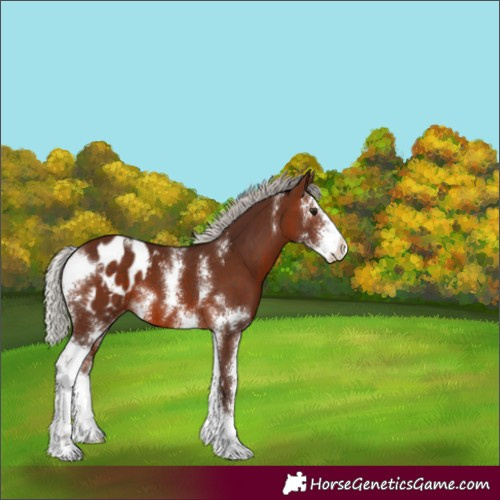Horse Color:Silver Brown Sabino Blanket