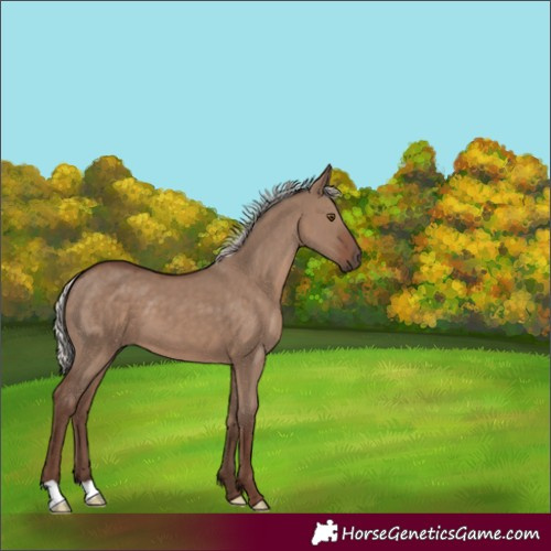 Horse Color:Silver Grullo 