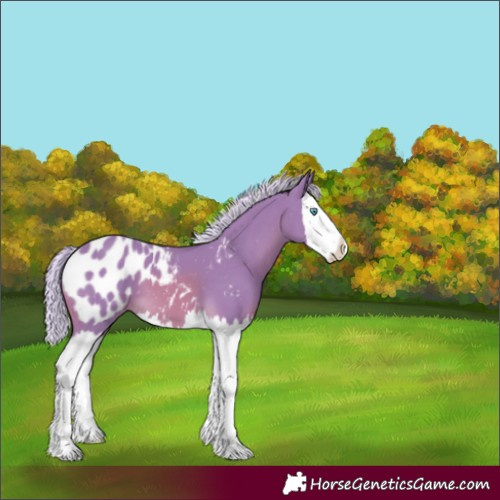 Horse Color:Watercolor Palomino Splash Appaloosa 