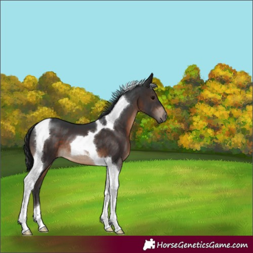 Horse Color:Brown Tobiano 