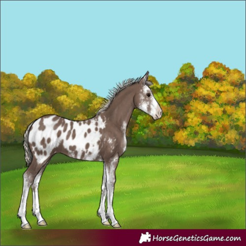 Horse Color:Silver Black Sabino Blanket 