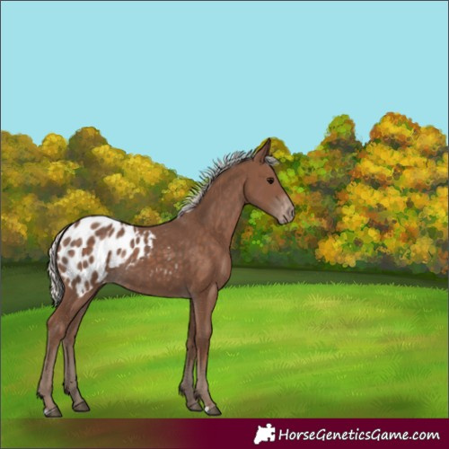 Horse Color:Silver Black Blanket Rabicano 