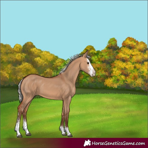 Horse Color:Silver Bay Dun Sabino