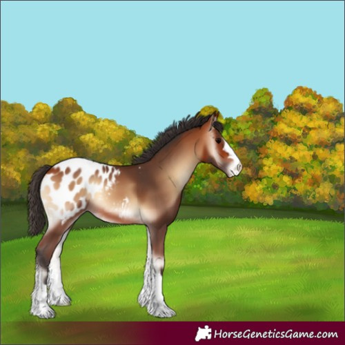 Horse Color:Bay Onyx Appaloosa
