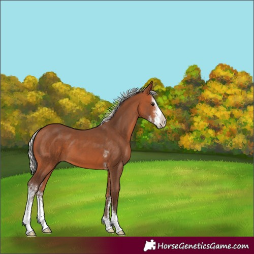 Horse Color:Silver Bay Sabino