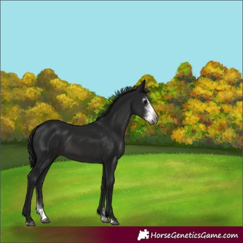 Horse Color:Gray Black Sabino 
