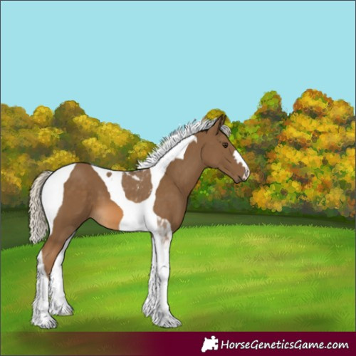 Horse Color:Chocolate Palomino Tobiano
