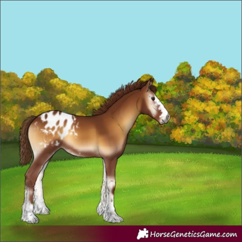 Horse Color:Gray Red Onyx Blanket