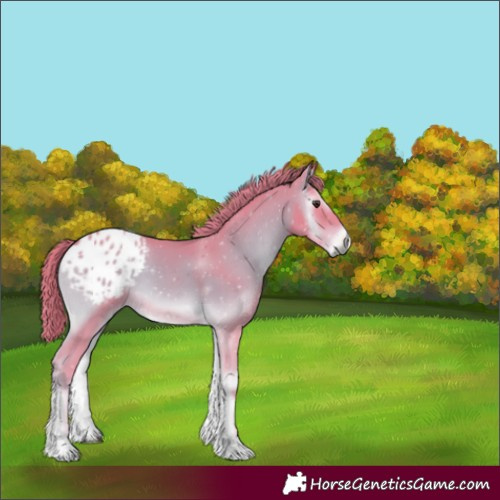 Horse Color:Gray Watercolor Red Onyx Appaloosa