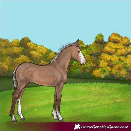 Horse Color:Silver Brown Dun Sabino