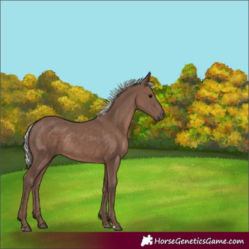 Horse Color:Silver Black Rabicano