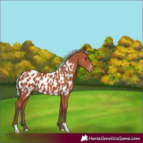Horse Color:Silver Bay Appaloosa