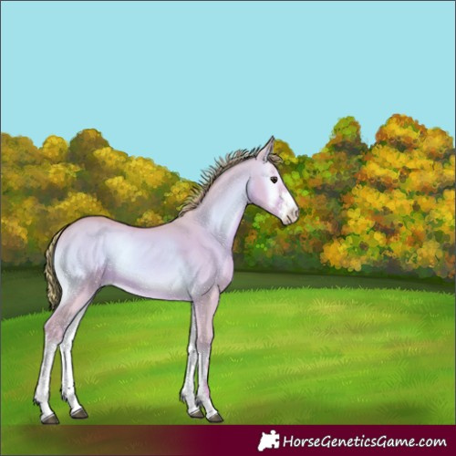 Horse Color:Watercolor Red Dun Onyx Sabino 