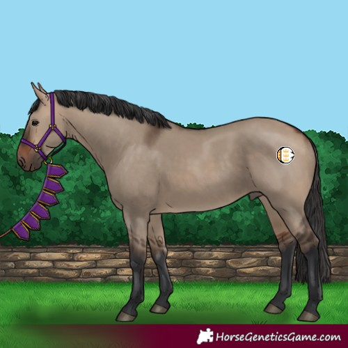 Horse Color:Bay Dun Rabicano 
