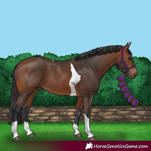 Horse Color:Bay Tobiano Rabicano