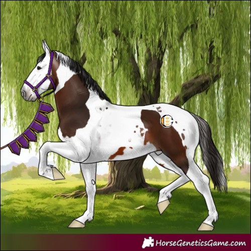 Horse Color:Gray Bay Splash Tobiano