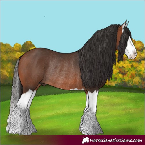 Horse Color:Bay Splash Rabicano